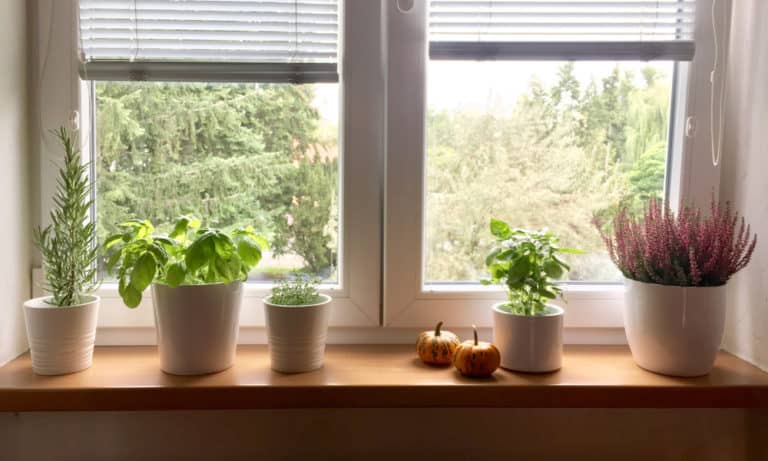 Window Sill: Everything You Need to Know