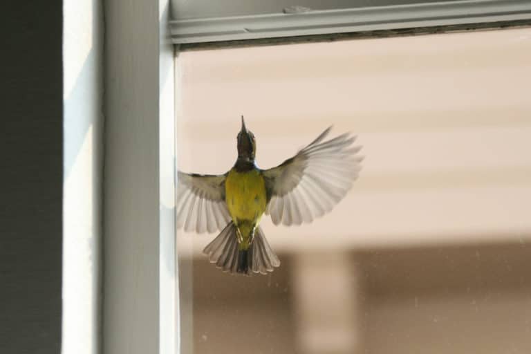 5 Ways to Prevent Birds from Hitting Windows