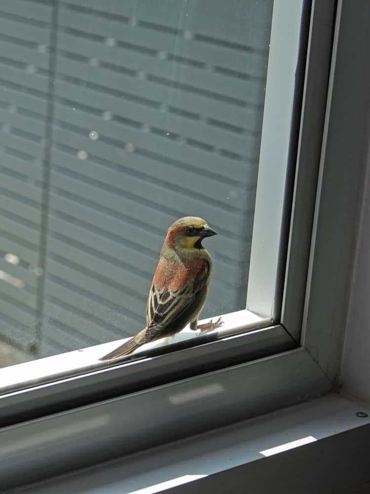 how to stop birds from flying into windows
