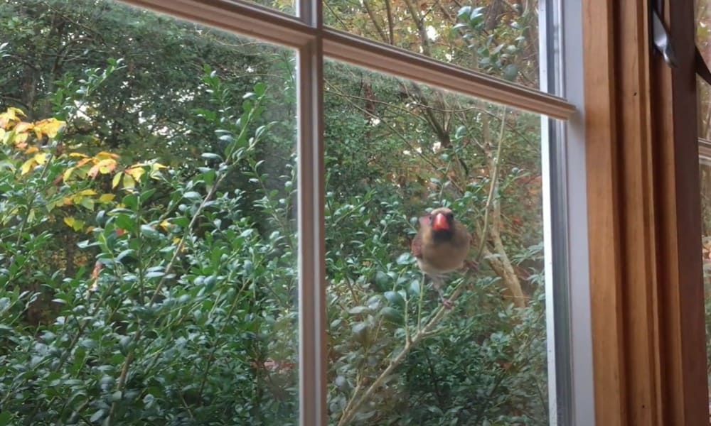 4 Spiritual Meanings of Bird Knocking on Window