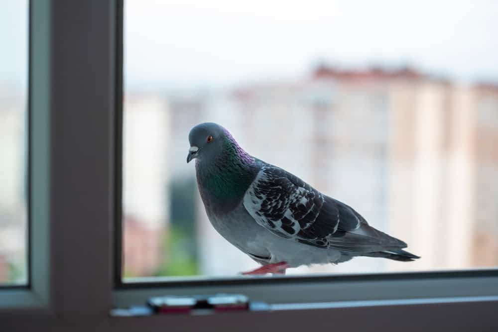 7 Spiritual Meanings of Bird Knocking on Window