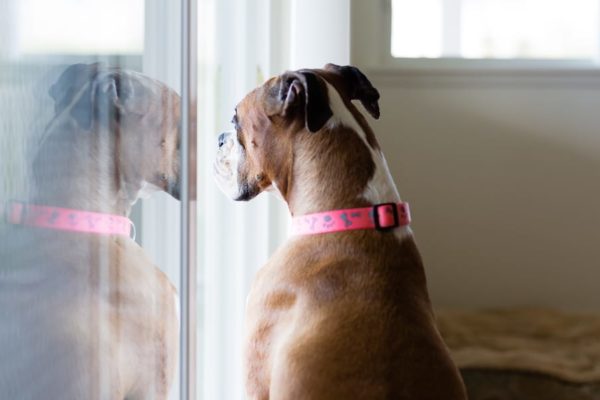 10 Best Dog Door for Sliding Glass Door of 2022 – Reviews & Buyer Guides