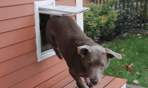 Homemade Dog Door Plans You Can Diy Easily, Installing A Pet Door In Garage