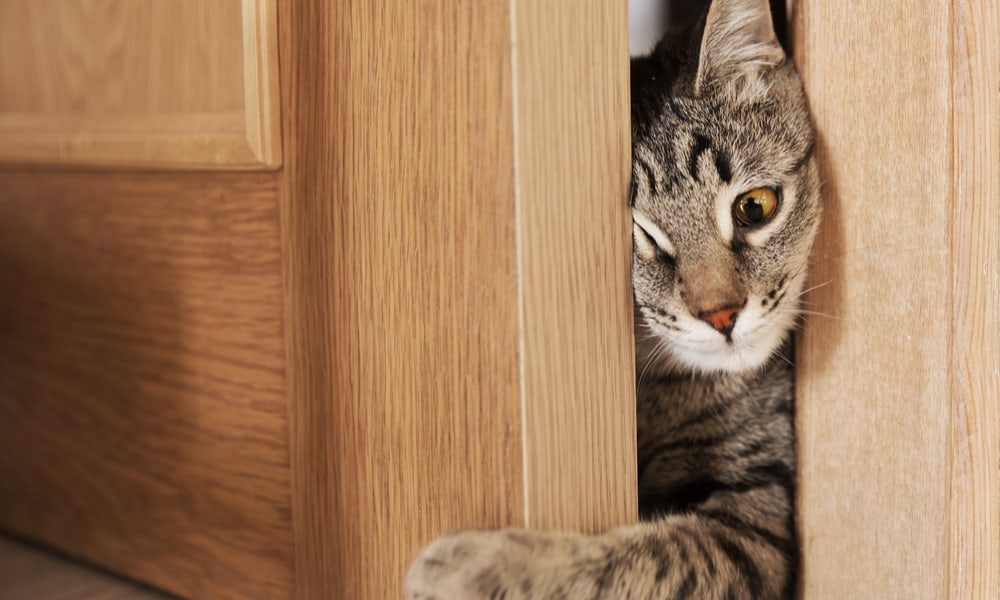 6 Easy Ways to Stop Cat from Scratching Door