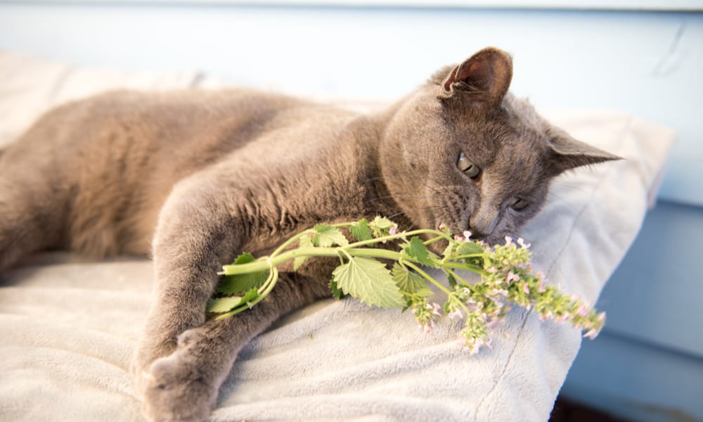 Extract the cat with catnip