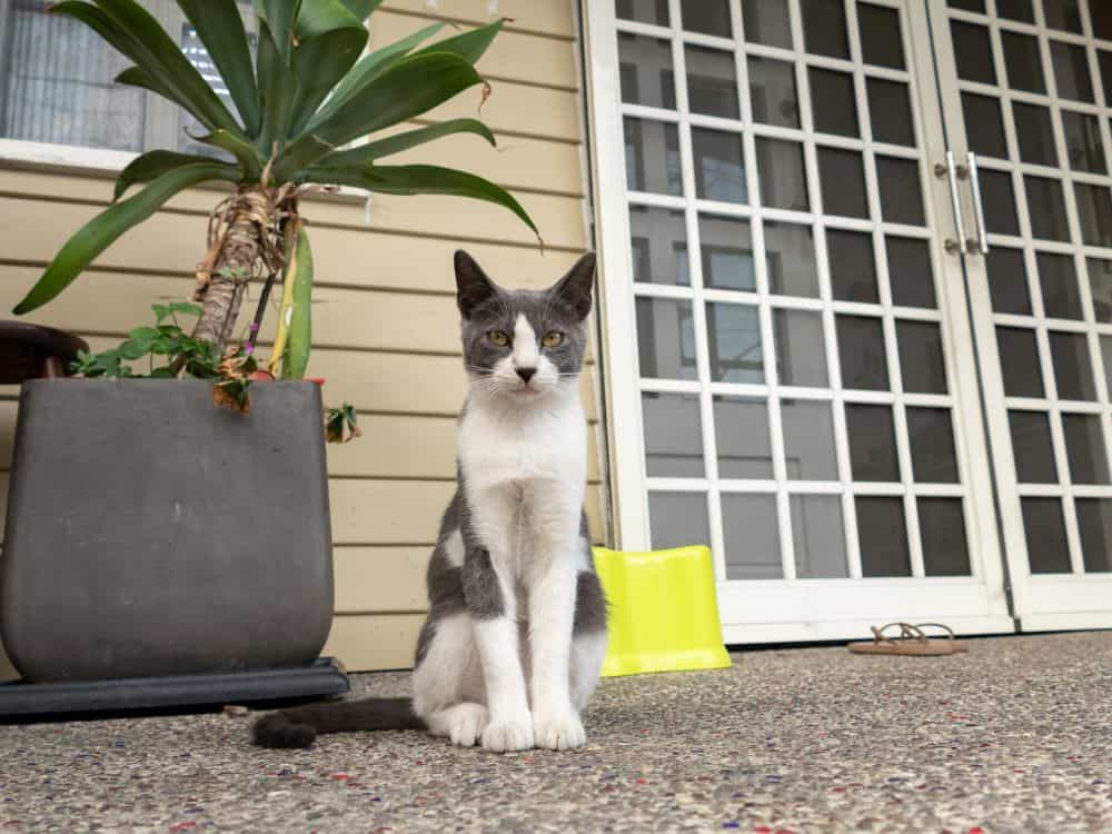 9 Different Meanings When a Stray Cat Comes to Your House