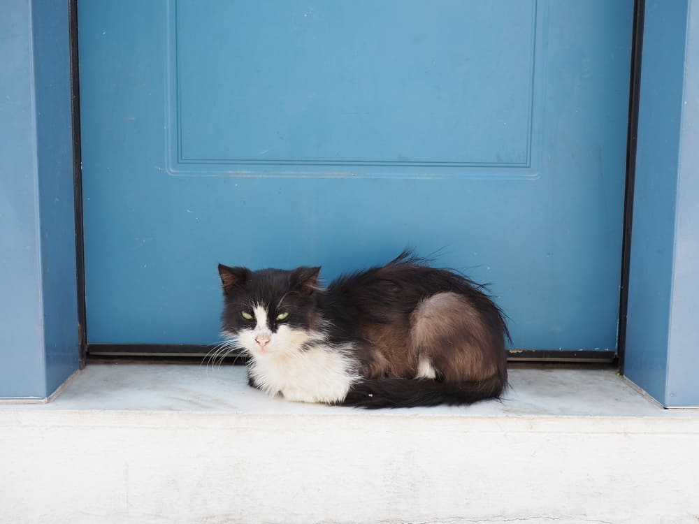 What Does It Mean When A Cat Shows Up At Your Door