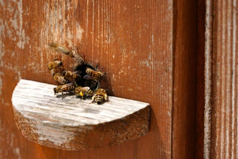 How To Get Bees Out Of House? (Fast & Easy Methods)
