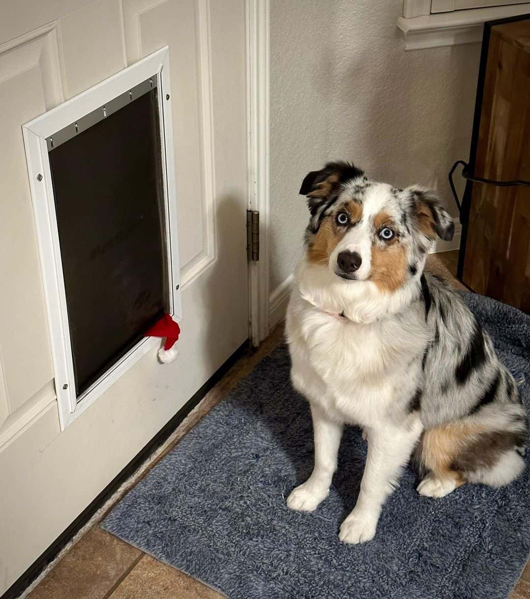 Dog Door Maintenance