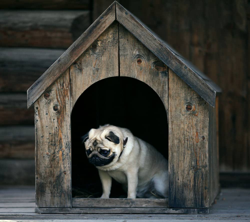 How to Winterize and Insulate Dog Door