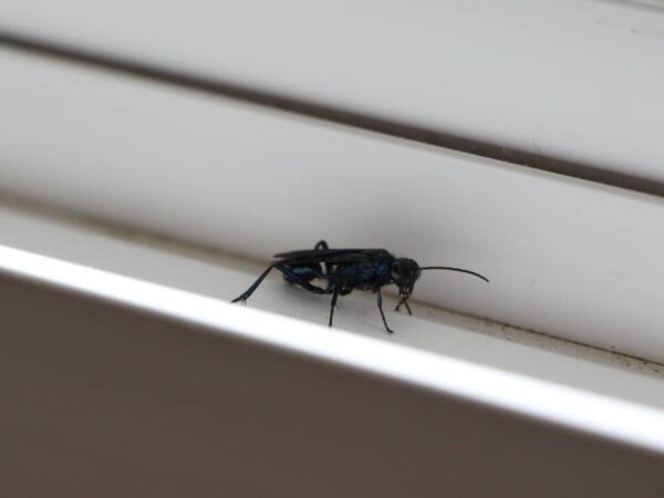 Tiny Bugs in Bathroom and Window Sills (Removal Methods)