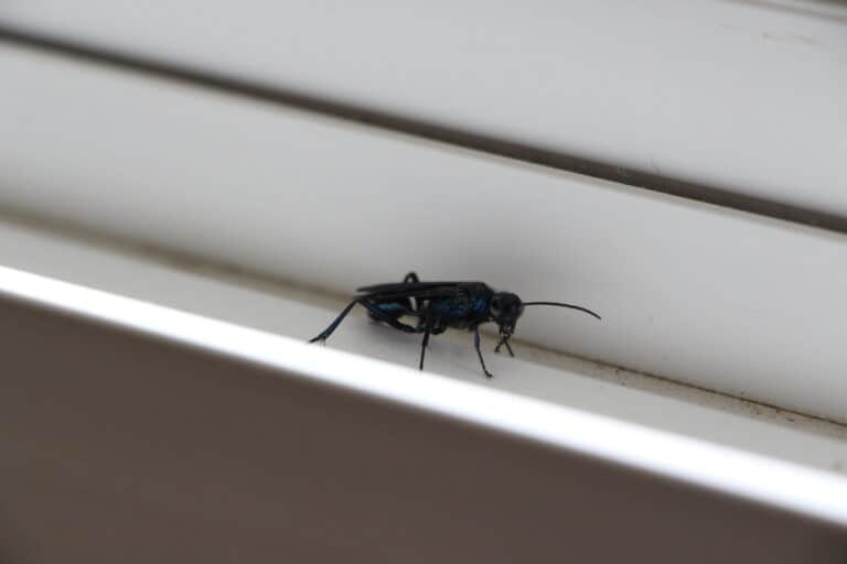 Tiny Bugs in Bathroom and Window Sills (Removal Methods)