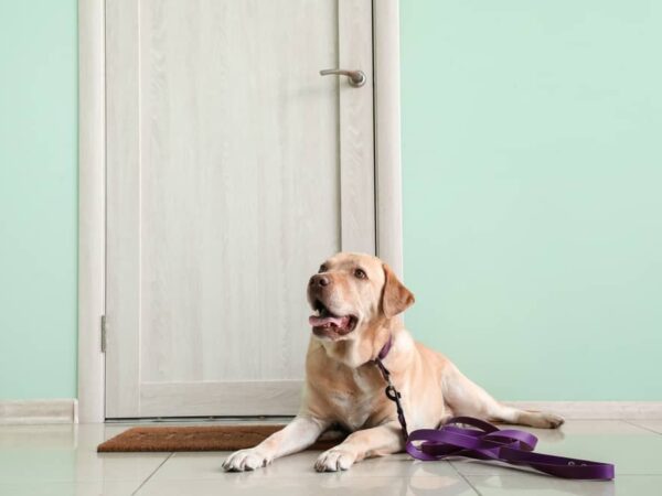 How To Get Dogs To Stop Scratching Doors? (7 Effective Methods)