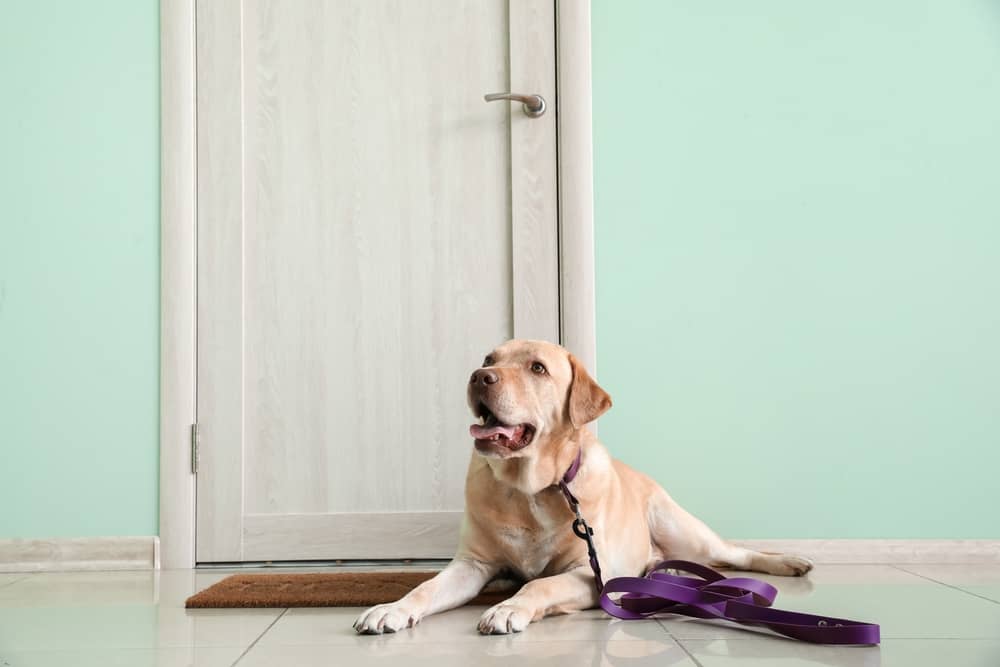 how to get dogs to stop scratching doors