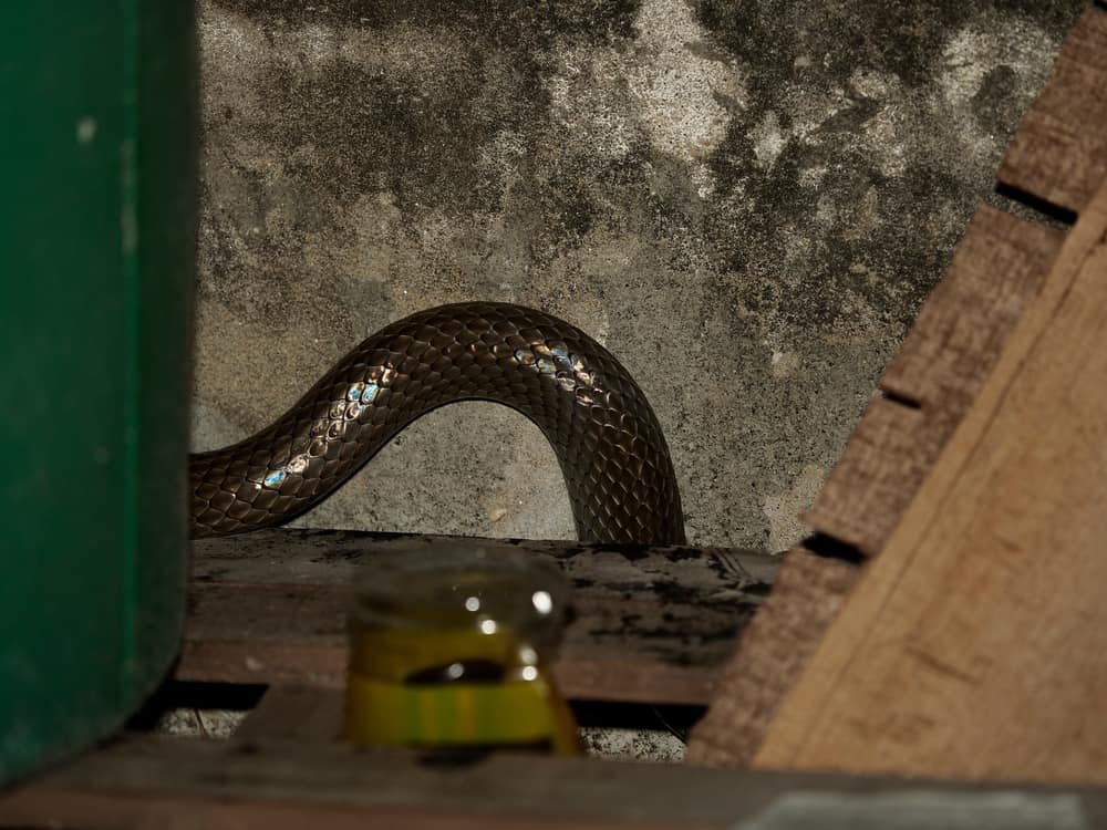 how to get rid of snakes in garage
