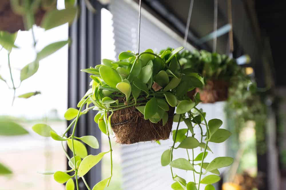 how to hang plants in front of window